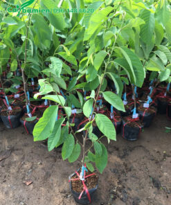 Na Dứa ghép cành, cao 50 - 60cm, số lượng lớn