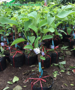 Cây giống ghép cành, cao 50cm, đạt điều kiện trồng