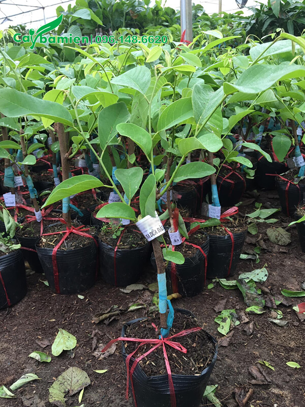 Cây giống ghép cành, cao 50cm, đạt điều kiện trồng