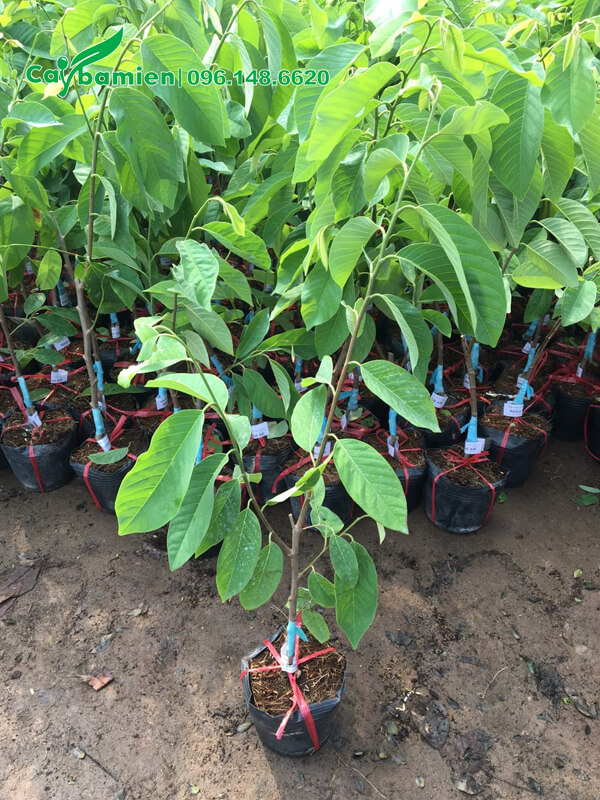 Na Dứa ghép cành, cao 50 - 60cm, số lượng lớn