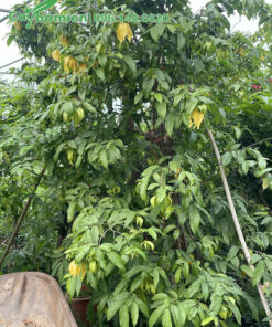 Cây hoa Dẻ công trình cao 3m