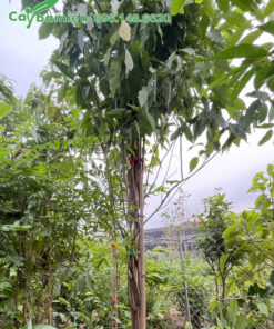 Thân cây được bó gọn giúp cây chắc khỏe hơn