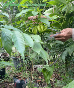 Kiểm tra cây hoa Dẻ đang ra hoa