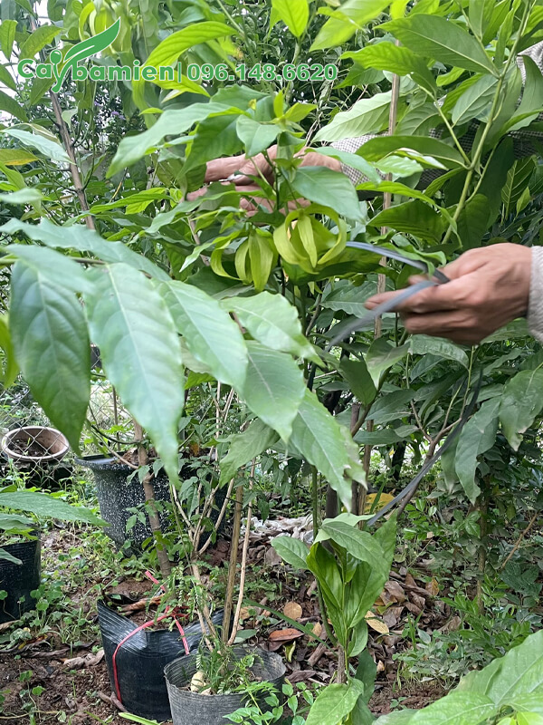 Kiểm tra cây hoa Dẻ đang ra hoa