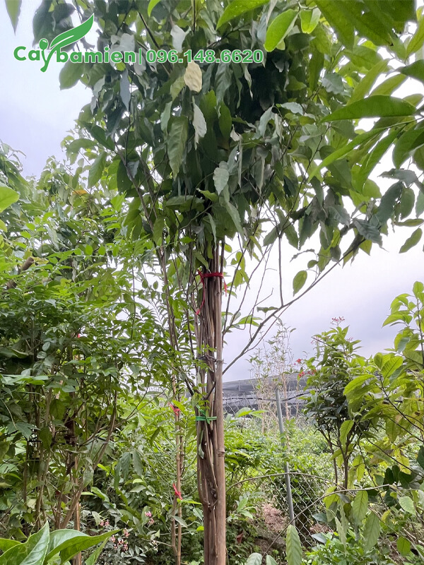 Thân cây được bó gọn giúp cây chắc khỏe hơn