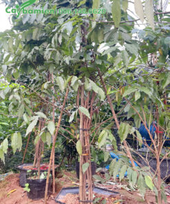 Những chậu cây hoa Dẻ lâu năm, cao 3m