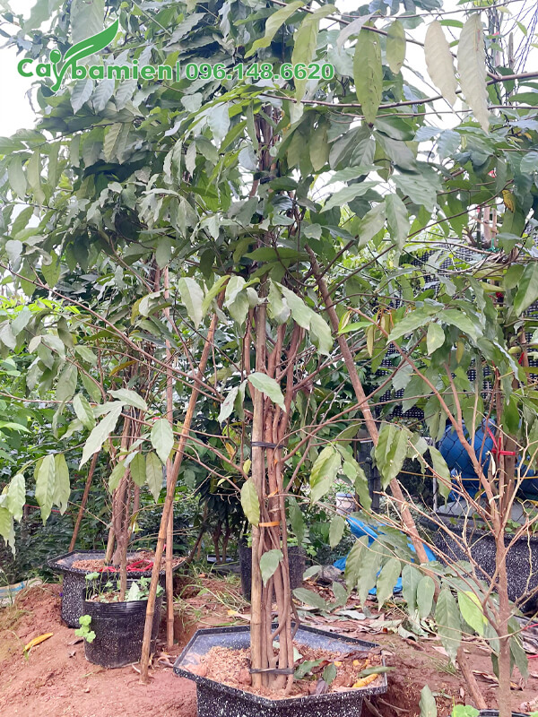 Những chậu cây hoa Dẻ lâu năm, cao 3m