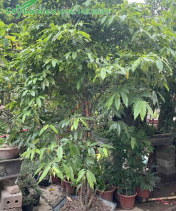 Cây đã trồng nhiều năm, có nhiều thân