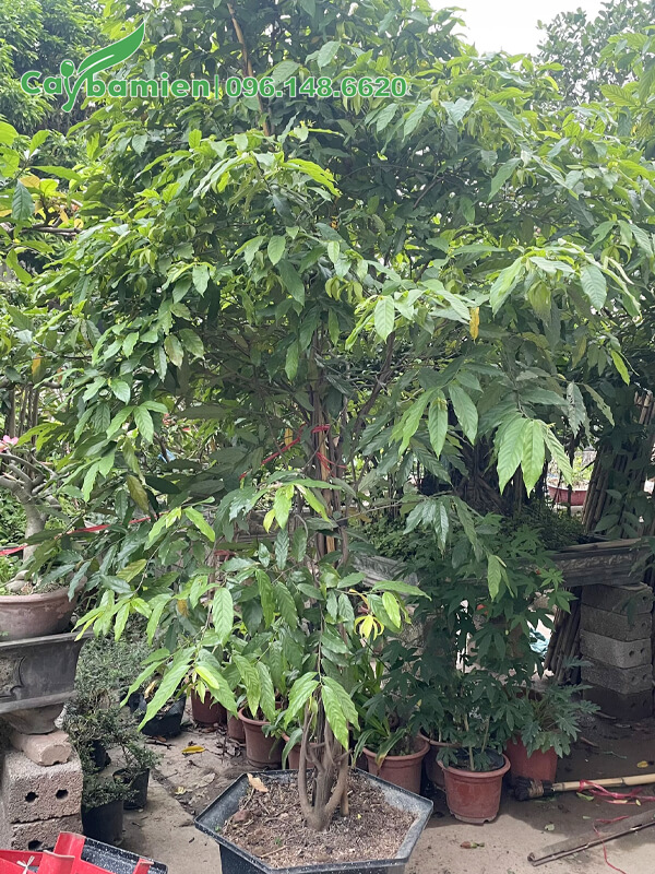 Cây đã trồng nhiều năm, có nhiều thân