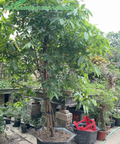 Cây cao 3m, nhiều thân chính, tán đều đẹp