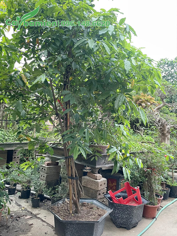 Cây cao 3m, nhiều thân chính, tán đều đẹp