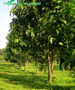 Mãng Cầu Xiêm lâu năm