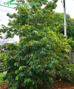 Cây cao 4m, tán lá um tùm, xanh tưới