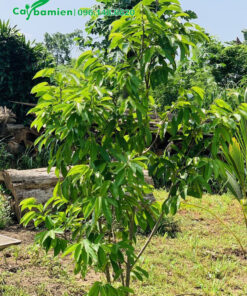 Mãng Cầu Xiêm mới trồng