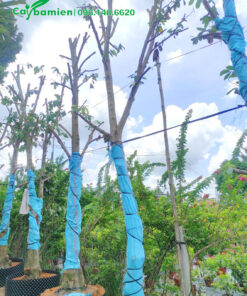 Giâm ủ cây Mãng Cầu Xiêm công trình, đường kính 20cm