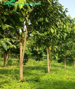 Mãng Cầu 5 - 7 năm tuổi