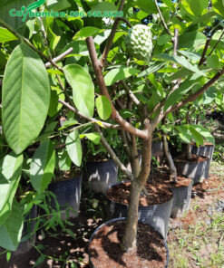 Na Đài Loan ghép cành đang ra quả