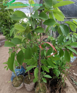 Cây giống cao 1m, tán đẹp, sinh trưởng tốt