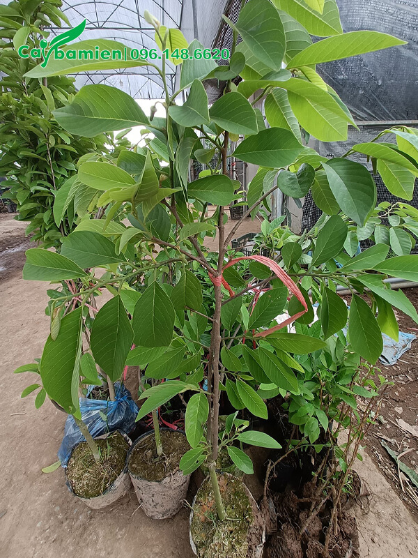 Cây giống cao 1m, tán đẹp, sinh trưởng tốt