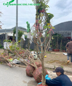 Cây Mãng Cầu Dứa Đài Loan lâu năm, đường kính 15cm