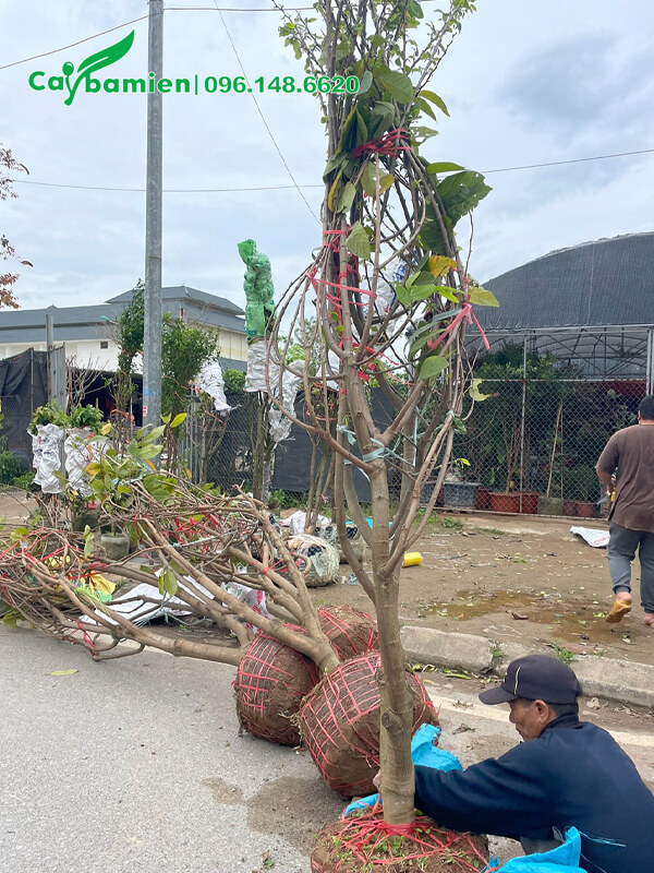 Cây Mãng Cầu Dứa Đài Loan lâu năm, đường kính 15cm