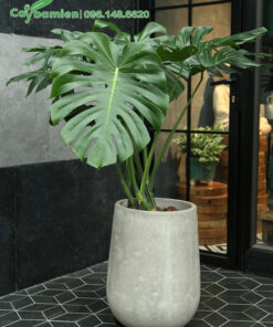 Trang trí quán cà phê bằng cây Trầu Bà Lá Xẻ