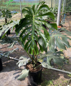 Cây trầu Bà lá sẻ cao 80cm