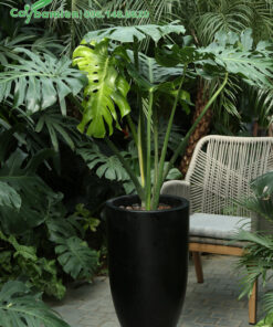 Chậu Trầu Bà Lá Xẻ đặt trong sân vườn biệt thự