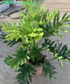 Cây Trầu Bà Tay Phật đang ra lá non