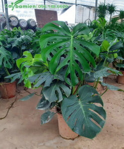 Chậu cây Monstera Nam Mỹ cao 50cm