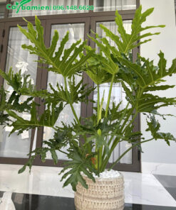 Trầu Bà Tay Phật trồng chậu cảnh giá rẻ