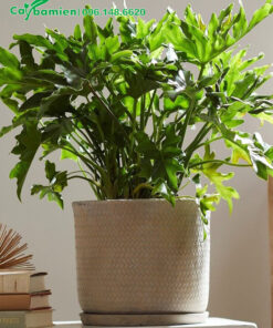 CHậu Trầu Bà Tay Phật để bàn đẹp, cao 40cm