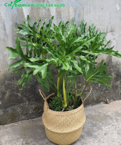 Chậu cảnh Trầu Bà Thanh Xuân đẹp, độc đáo