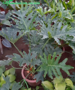 Trồng và chăm sóc cây Trầu Bà Tay Phật trong chậu cảnh