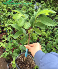 Cây giống Na Đài Loan ghép cành