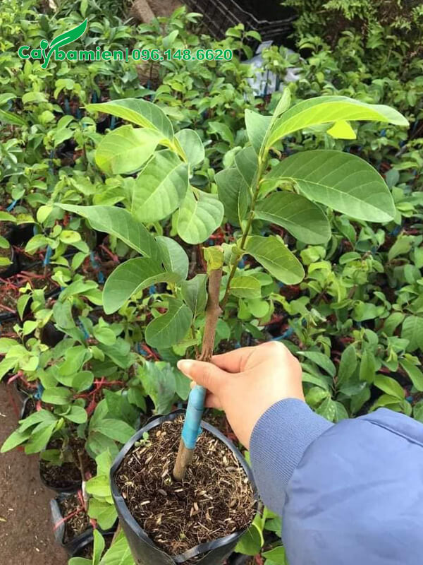 Cây giống Na Đài Loan ghép cành