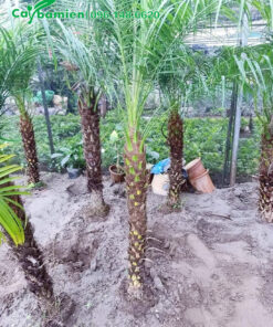 Dâm ủ Cau Nga Mi lộ thân 1m trên nền cát ẩm