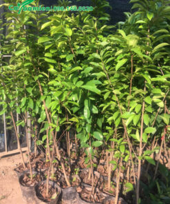 Cây giống Mãng Cầu cao 1,5m