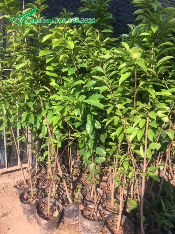 Cây giống Mãng Cầu cao 1,5m