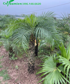 Vườn trồng số lượng lớn Cau Nga Mi và các loại cây họ Cau