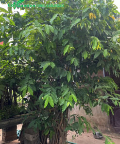 Trồng cây Hoa Dẻ trước nhà, cây tán lớn, cao 3m