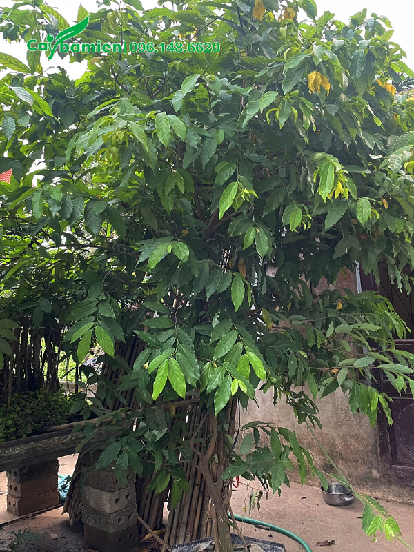 Trồng cây Hoa Dẻ trước nhà, cây tán lớn, cao 3m