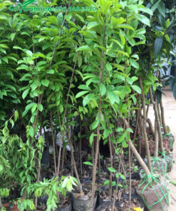 Bán số lượng lớn cây Mang Cầu Xiêm F1