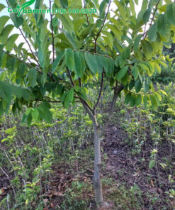 Vườn trồng cây Na Đài Loan số lượng lớn