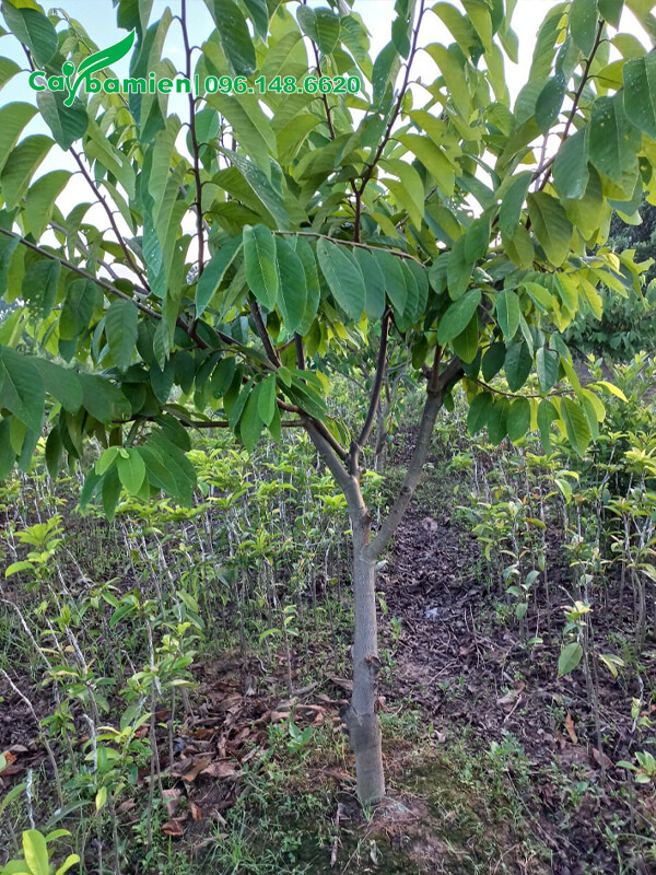 Vườn trồng cây Na Đài Loan số lượng lớn