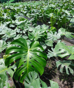 Vườn nhân giống cây Trầu Bà Lá Xẻ với hàng nghìn cây con