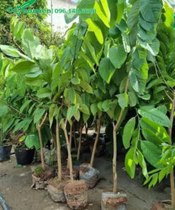 Na Dứa Đài Loan giống, trồng 6 tháng - 1 năm là ra hoa