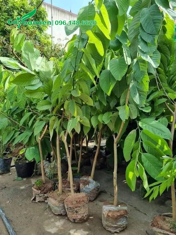 Na Dứa Đài Loan giống, trồng 6 tháng - 1 năm là ra hoa