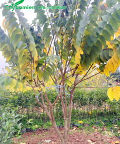 Trồng cây Na Đài Loan trưởng thành, đang bước vào giai đoạn rụng lá