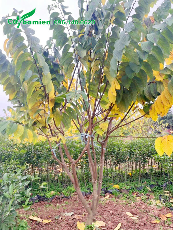 Trồng cây Na Đài Loan trưởng thành, đang bước vào giai đoạn rụng lá